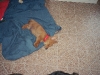 Foster Puppy Sleeping
