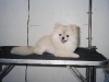 Pomeranian with a Lion Cut
