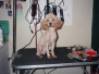 Pro Bono Shelter Dog Grooming